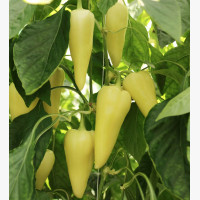 Étkezési paprika