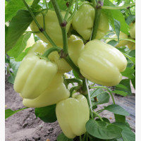 Étkezési paprika