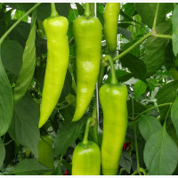 Étkezési paprika