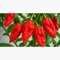 Chili paprika