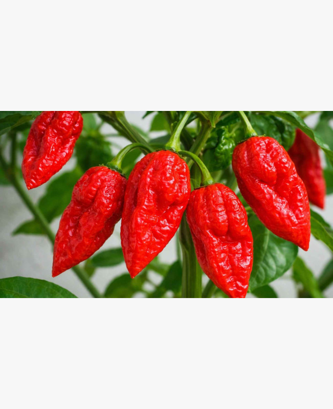 Chili paprika