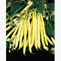 Sárgahüvelyű bokorbab