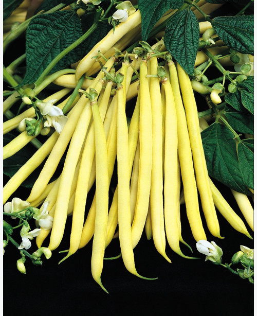 Sárgahüvelyű bokorbab