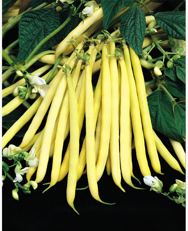 Sárgahüvelyű bokorbab