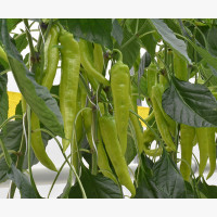 Étkezési paprika