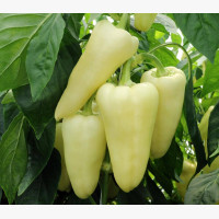 Étkezési paprika