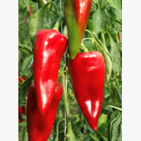 Étkezési paprika