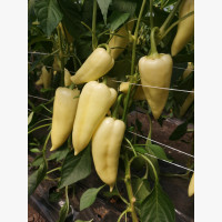 Étkezési paprika