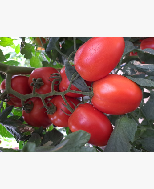Paradicsom