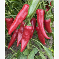 Fűszerpaprika