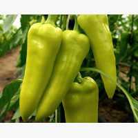 Étkezési paprika