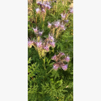 Mézontófű, facélia