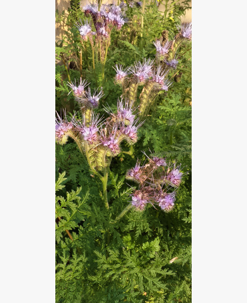 Mézontófű, facélia