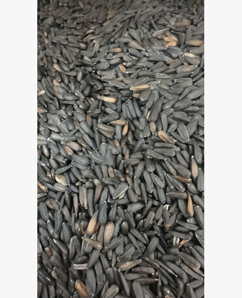 Napraforgó kis szemű