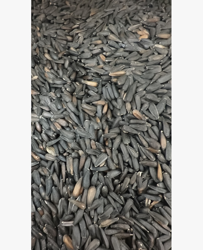 Napraforgó kis szemű