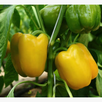 Étkezési paprika