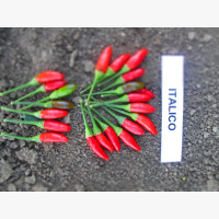 Chili paprika