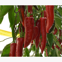 Étkezési paprika