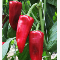 Étkezési paprika