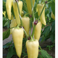 Étkezési paprika