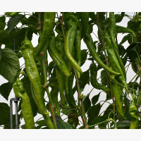 Étkezési paprika