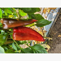 Étkezési paprika