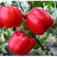 Étkezési paprika