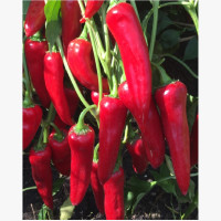 Fűszerpaprika