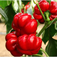 Étkezési paprika