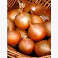 Dughagyma