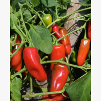 Étkezési paprika