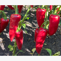 Fűszerpaprika