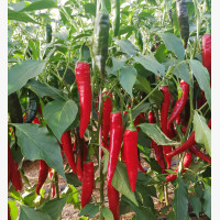 Étkezési paprika