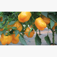Étkezési paprika