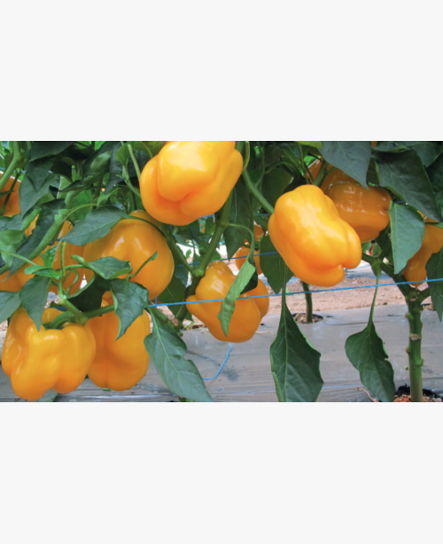 Étkezési paprika