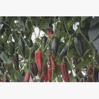 Étkezési paprika
