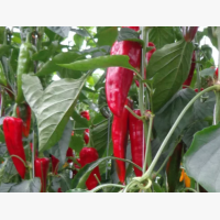 Étkezési paprika