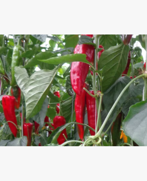 Étkezési paprika