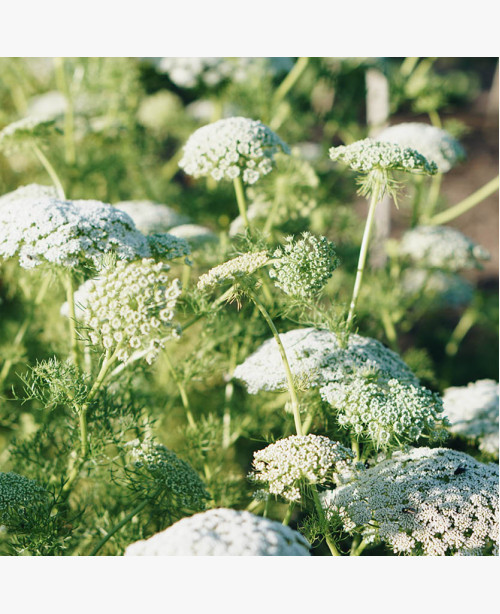 Ernyős virág fehér