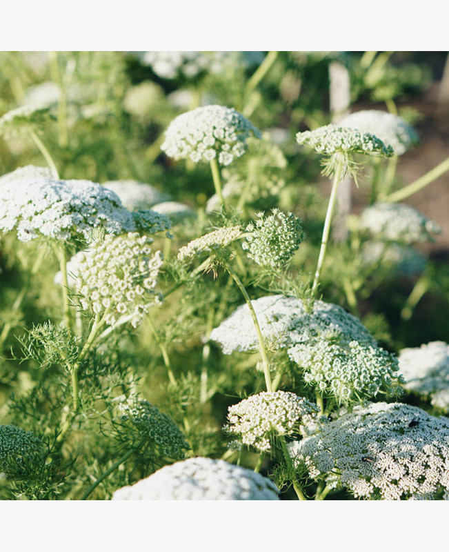 Ernyős virág fehér