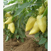 Étkezési paprika