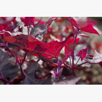 Vörös kerti laboda