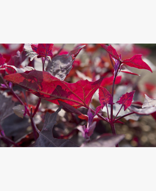 Vörös kerti laboda