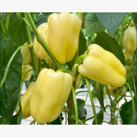 Étkezési paprika