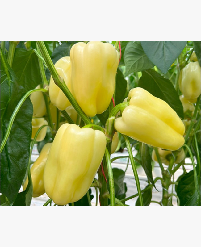 Étkezési paprika