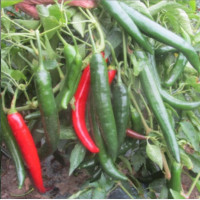 Étkezési paprika