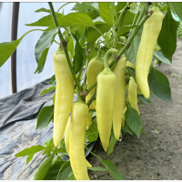 Étkezési paprika