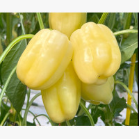 Étkezési paprika