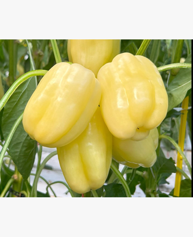 Étkezési paprika