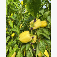 Étkezési paprika